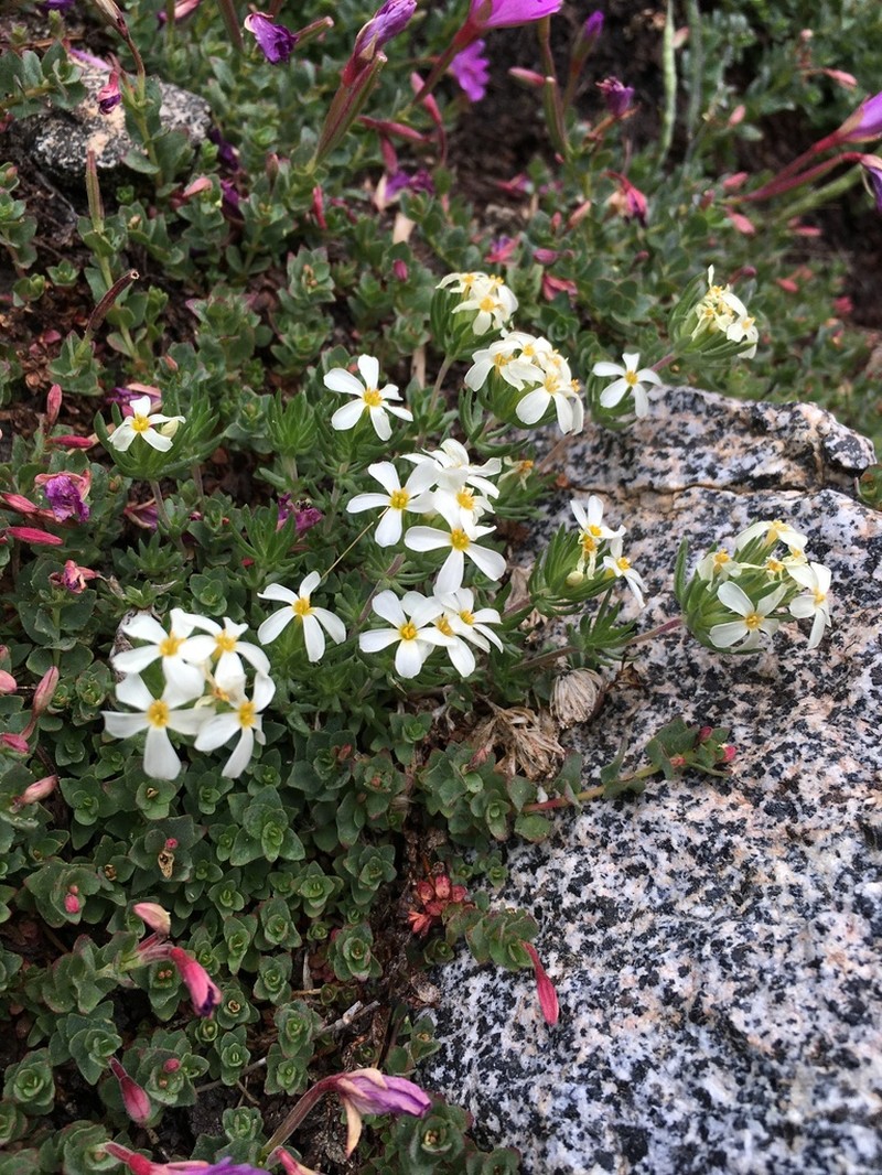 Sierra Linanthus photo 6