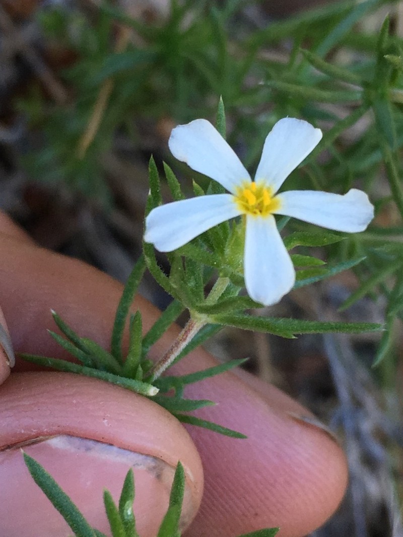 Sierra Linanthus photo 7