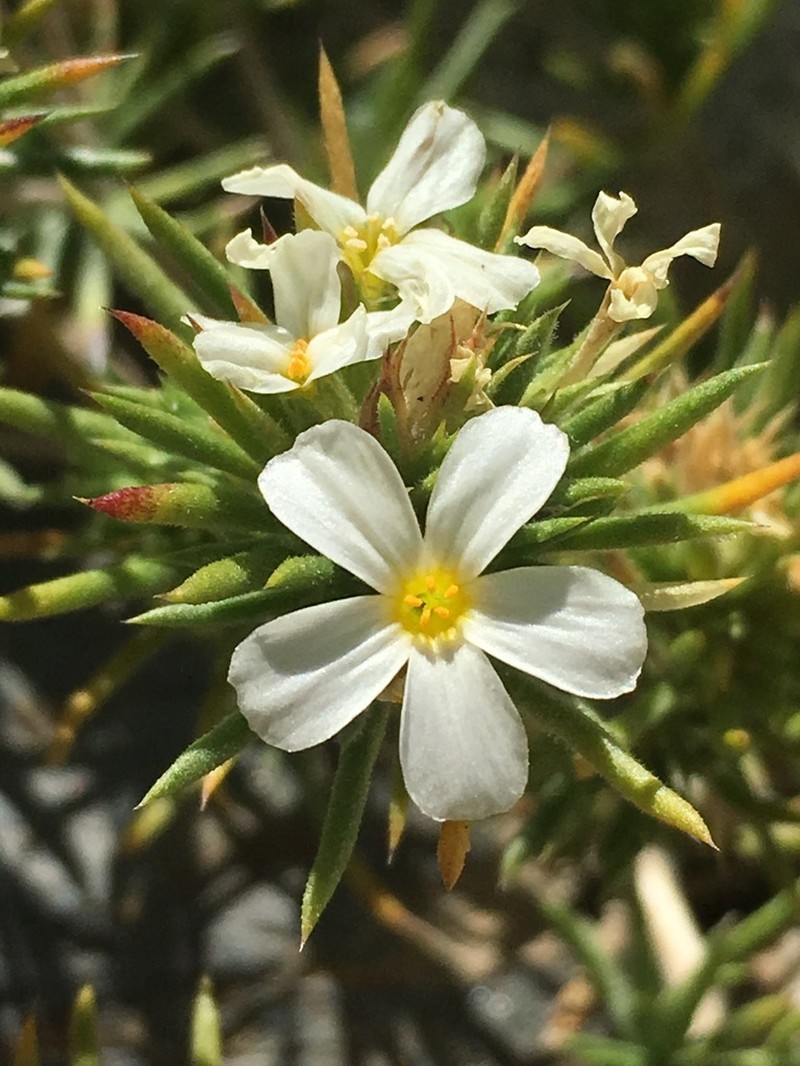 Sierra Linanthus photo 8