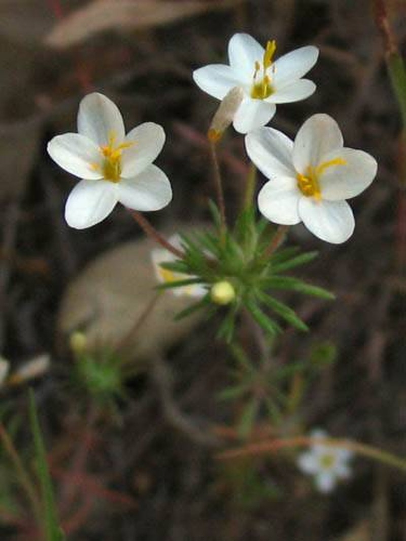 Variable Linanthus
