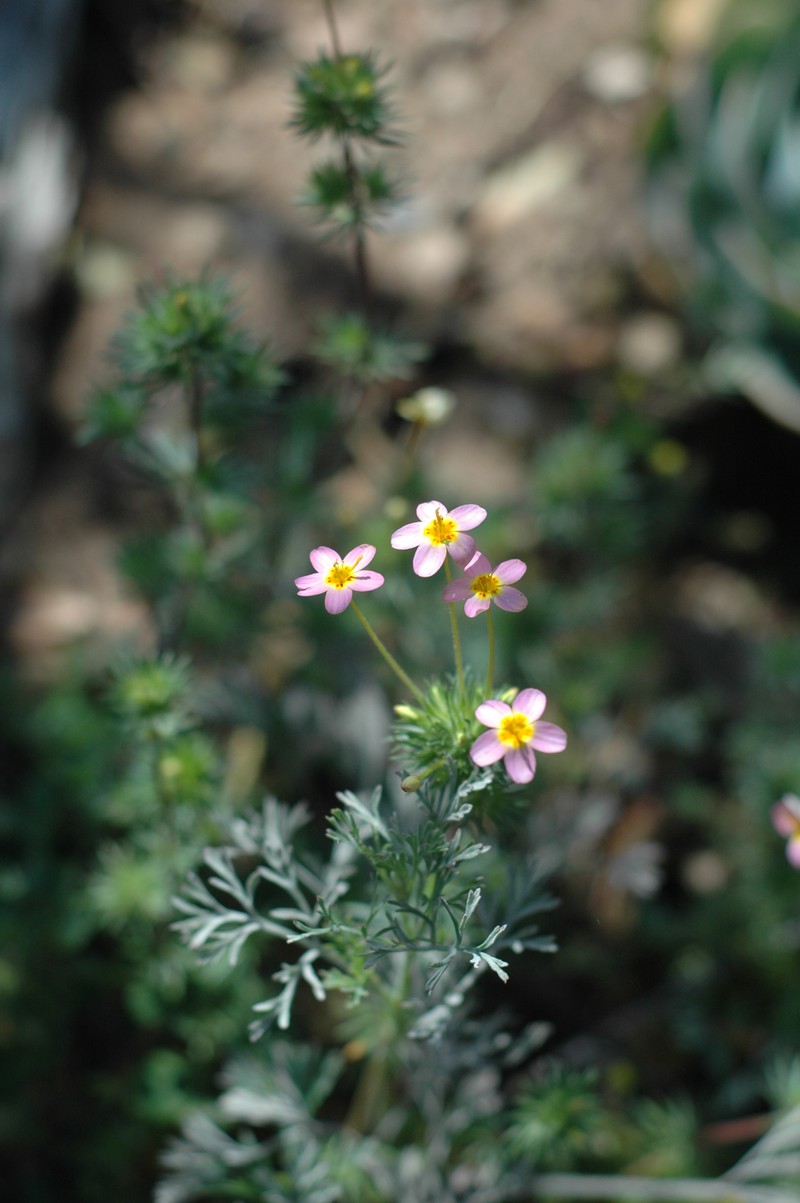 Variable Linanthus photo 2