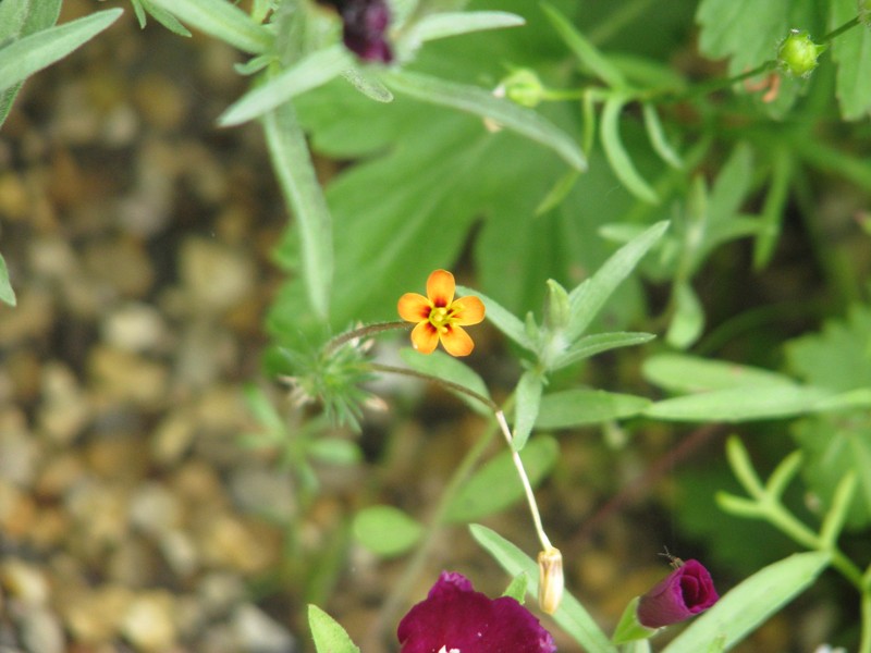 Variable Linanthus photo 3