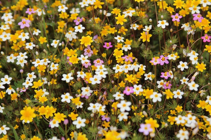 Golden Linanthus