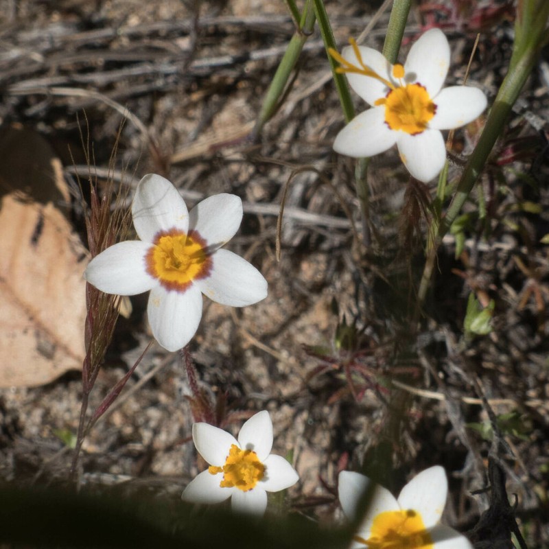 Golden Linanthus photo 7