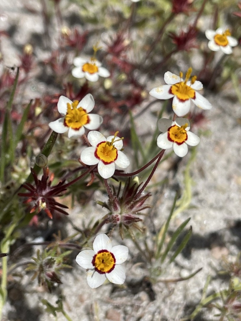 Golden Linanthus photo 8