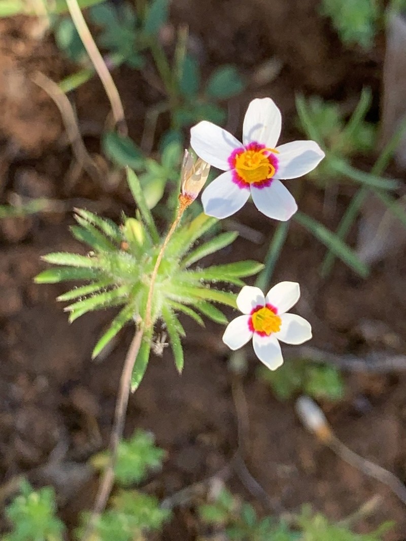 Variable Linanthus photo 2