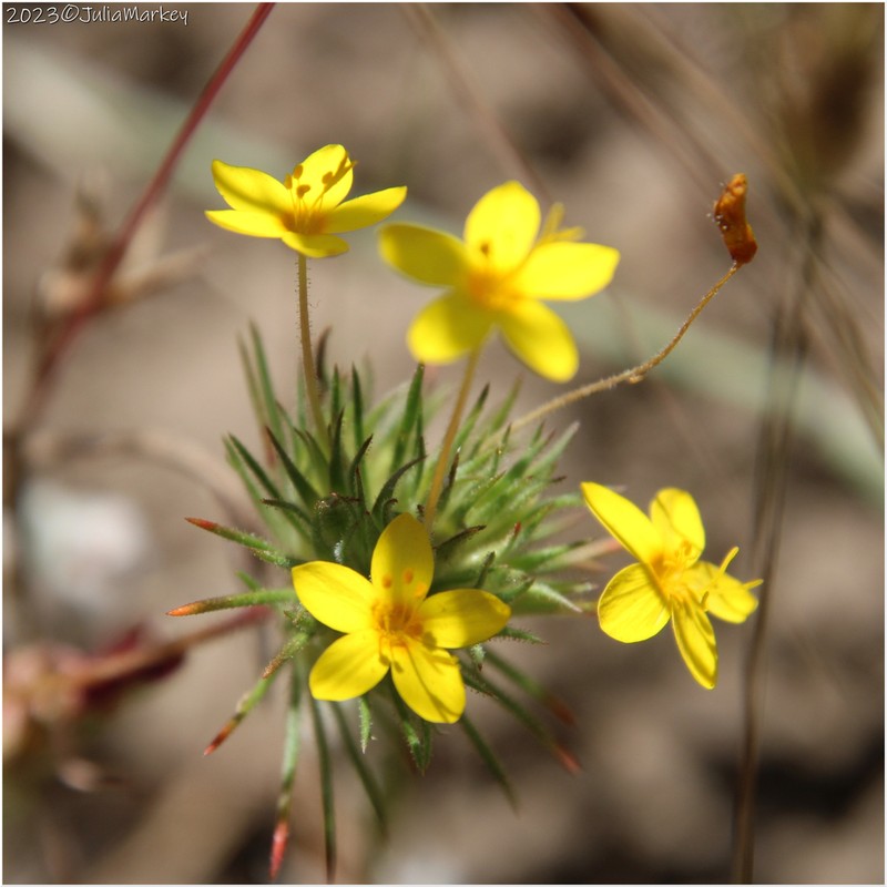 Variable Linanthus photo 4