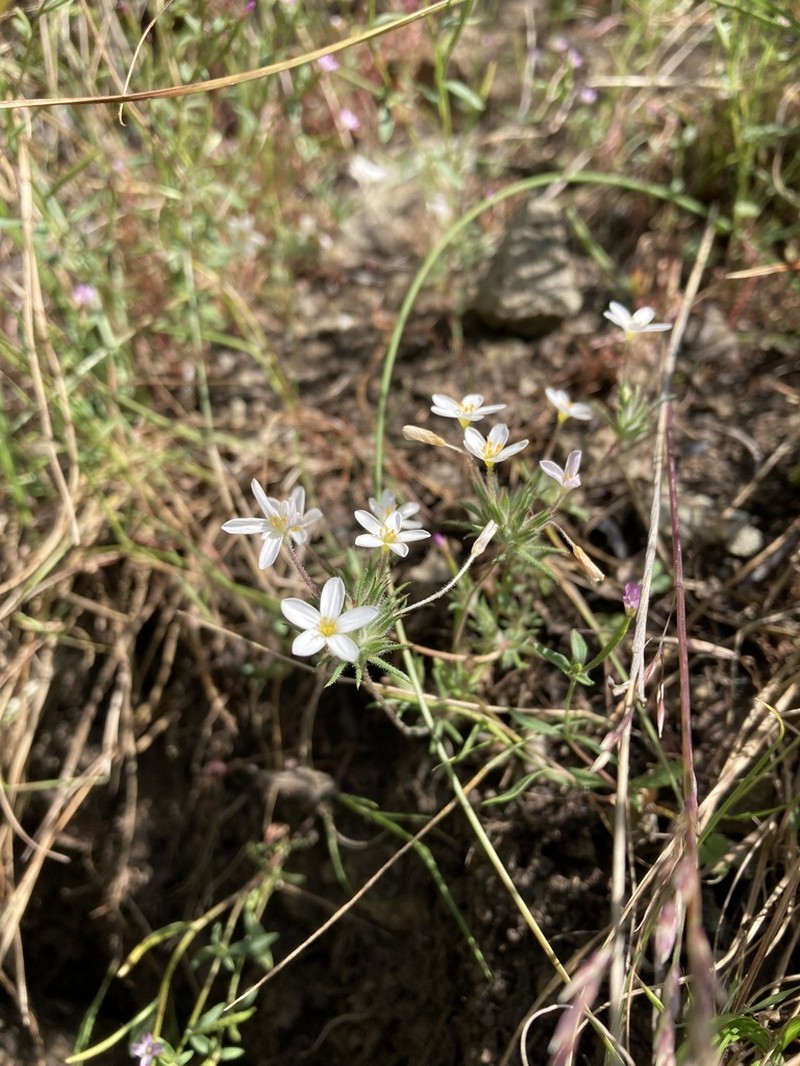 Variable Linanthus photo 5