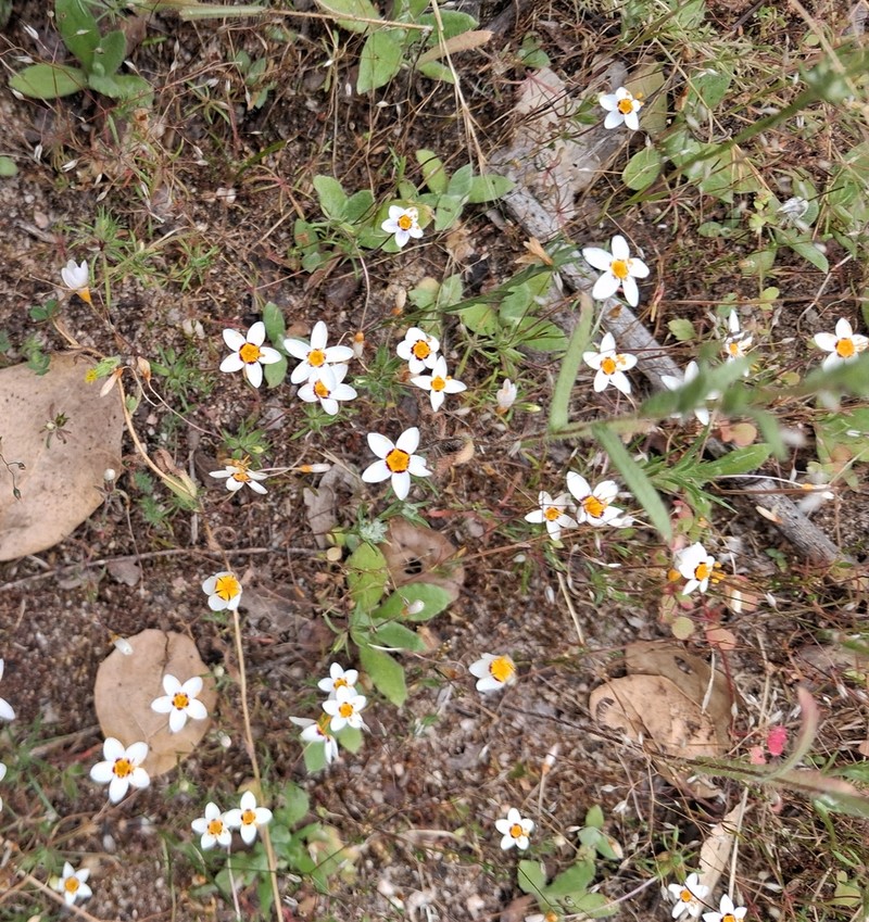 Variable Linanthus photo 6