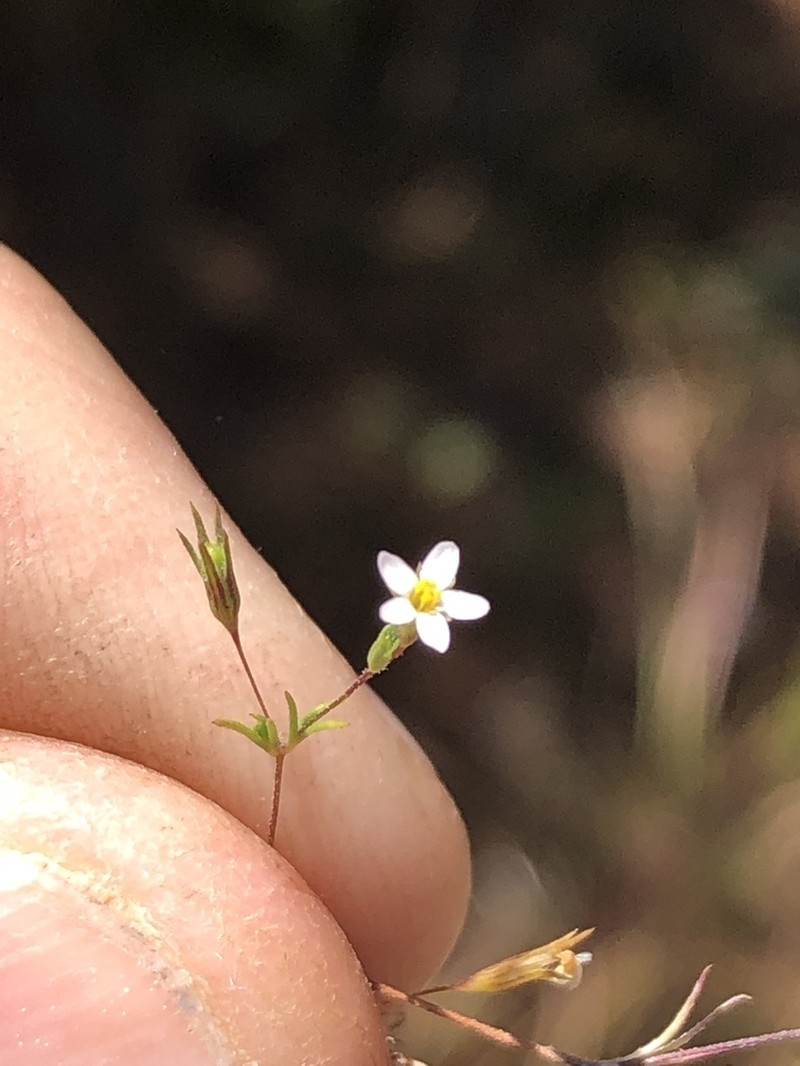 Pygmy Linanthus