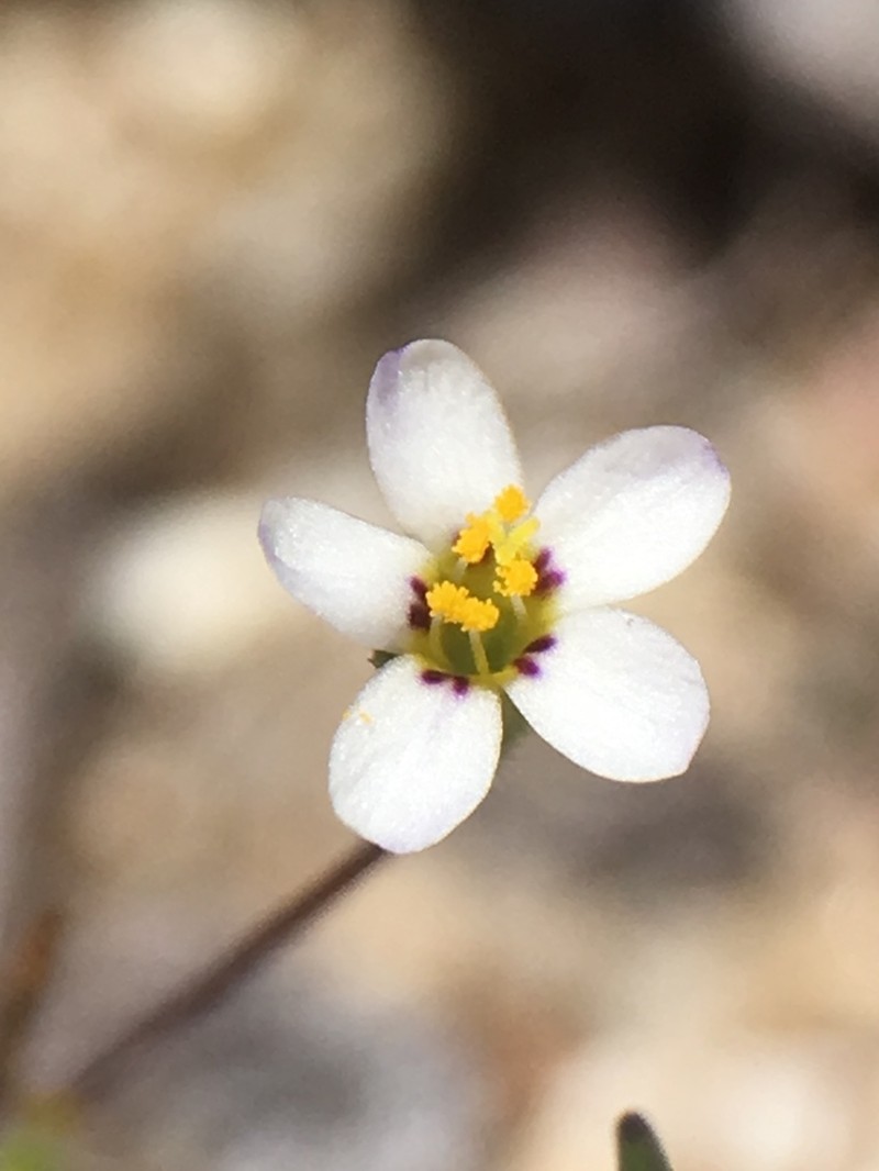 Pygmy Linanthus photo 2