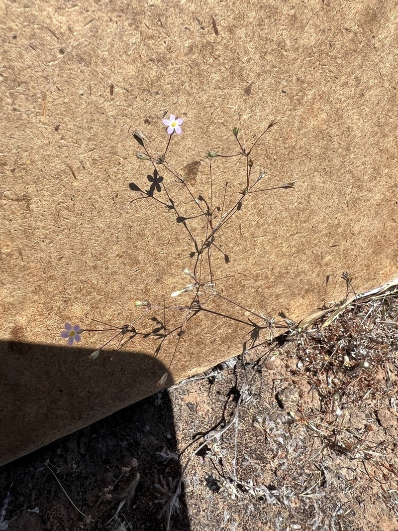 Pygmy Linanthus photo 4
