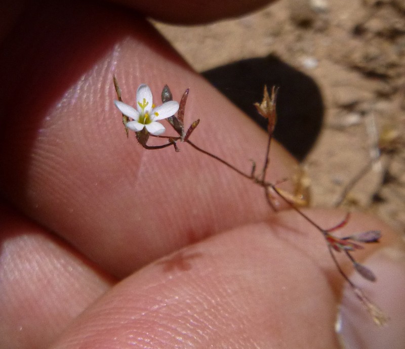 Pygmy Linanthus photo 5
