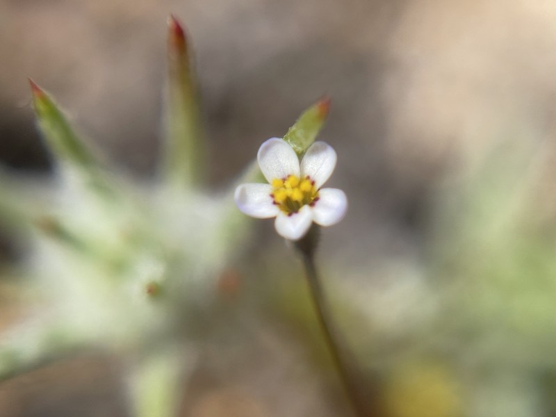 Pygmy Linanthus photo 6