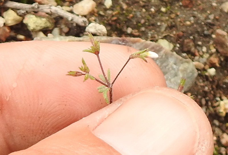 Pygmy Linanthus photo 7