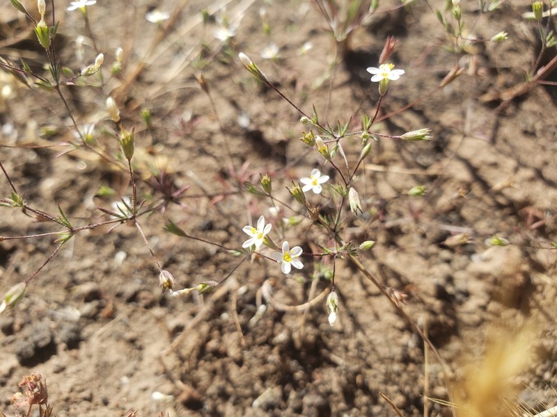 Pygmy Linanthus photo 8