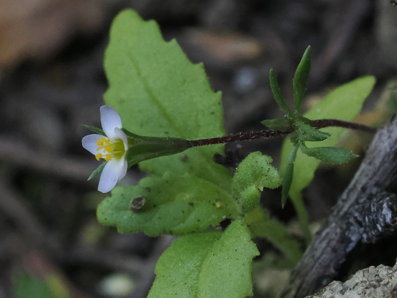 Leptosiphon pygmaeus subsp. continentalis