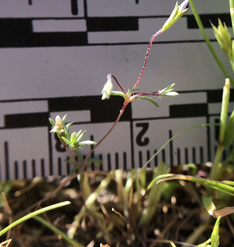 Leptosiphon pygmaeus subsp. continentalis photo 6