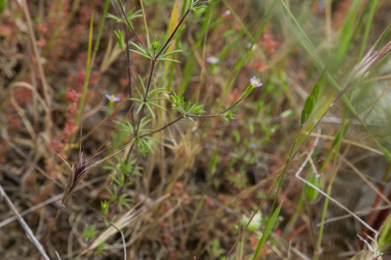 Leptosiphon pygmaeus subsp. pygmaeus photo 3