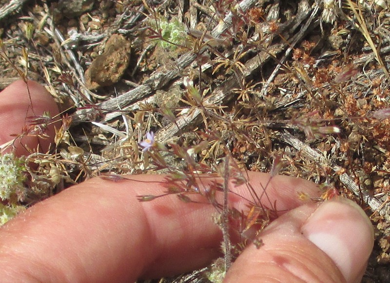 Leptosiphon pygmaeus subsp. pygmaeus photo 8