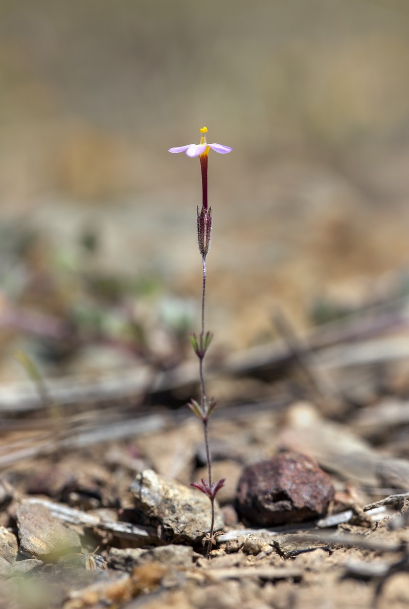 Rattan's Linanthus photo 2