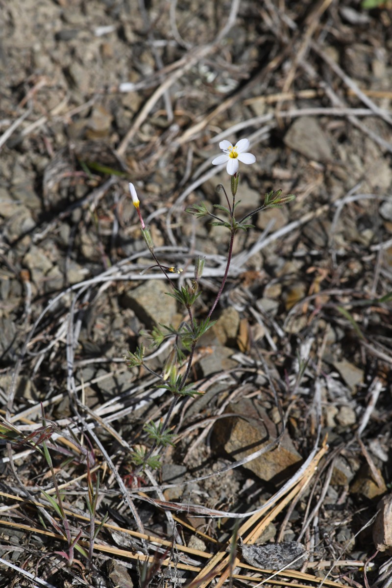 Rattan's Linanthus