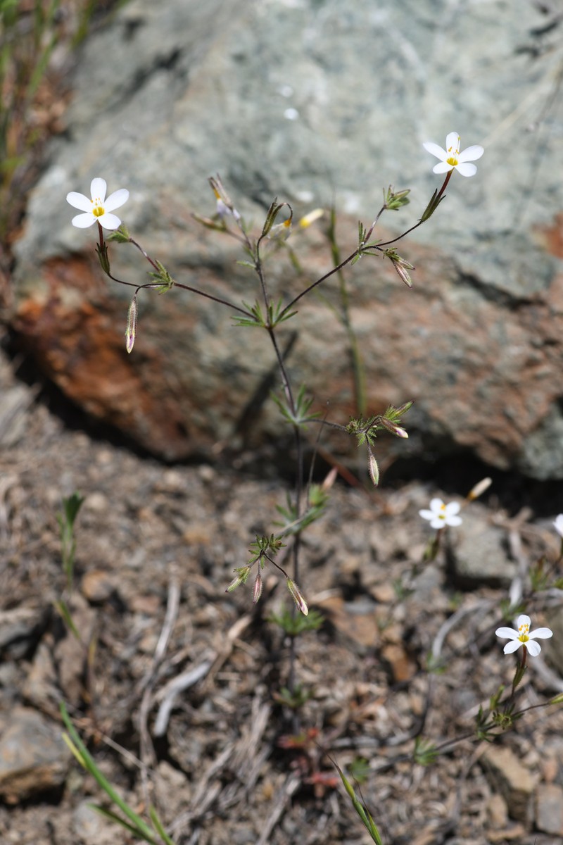 Rattan's Linanthus photo 5