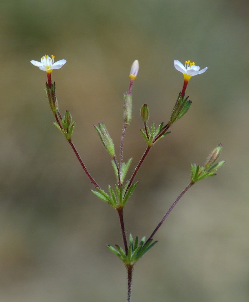 Rattan's Linanthus photo 6
