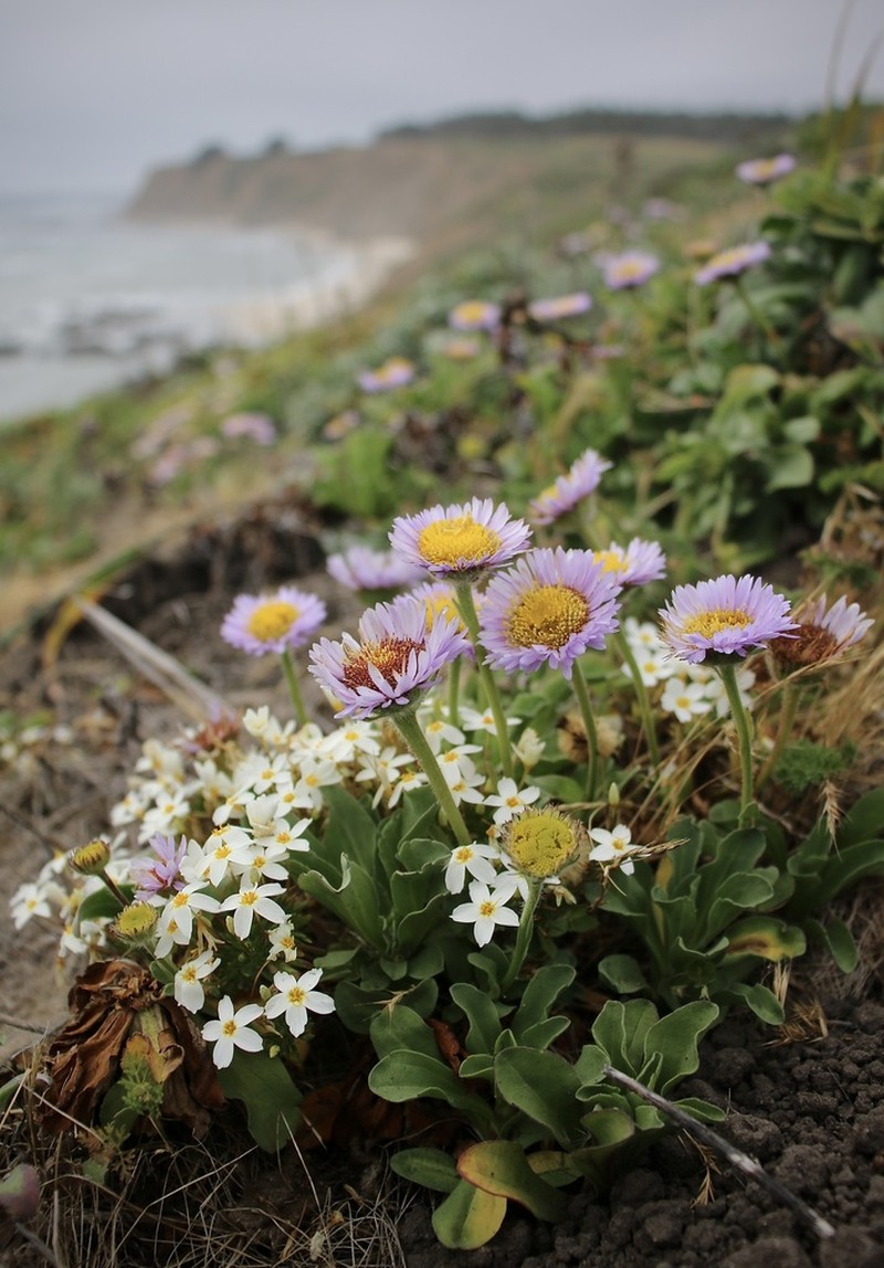 Rose Linanthus