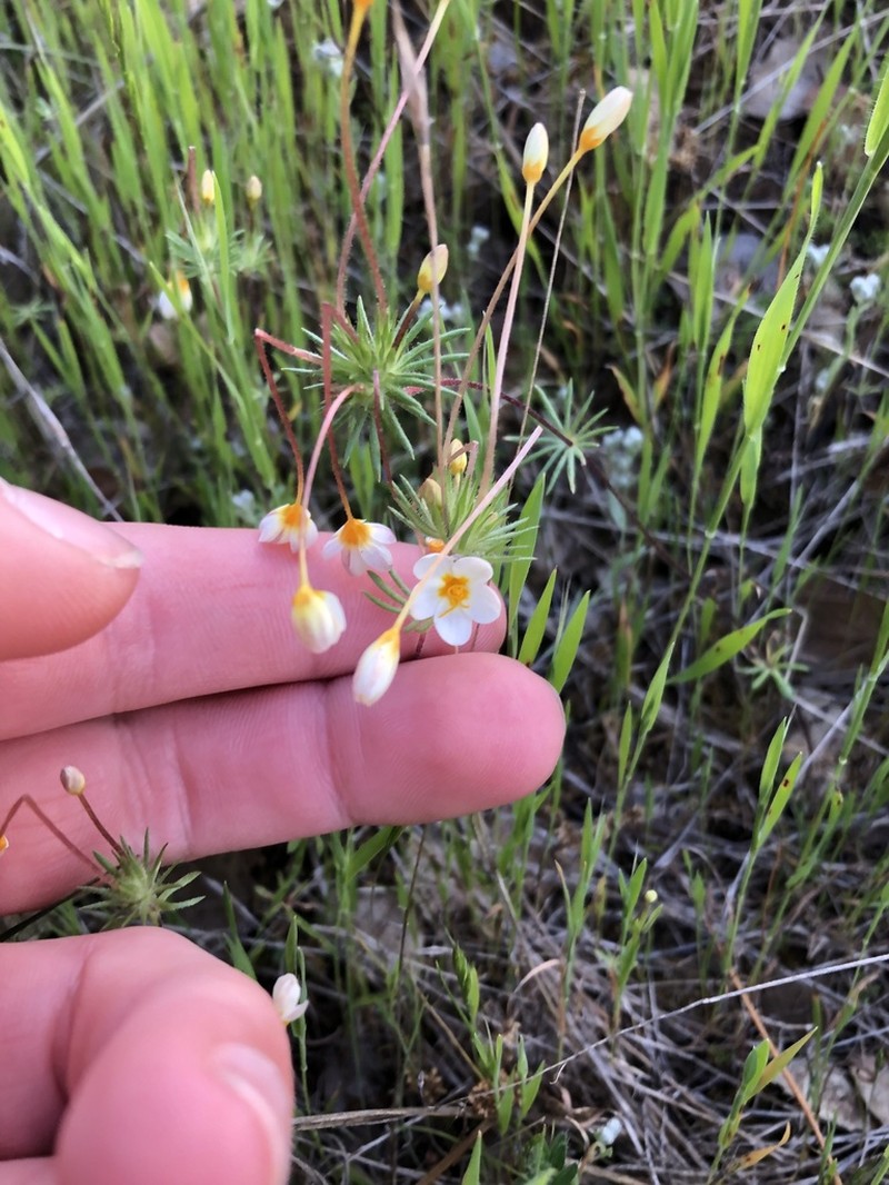 Rose Linanthus photo 2