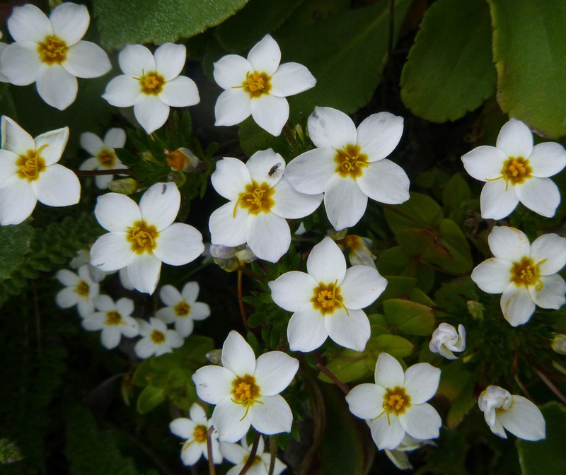 Rose Linanthus photo 3