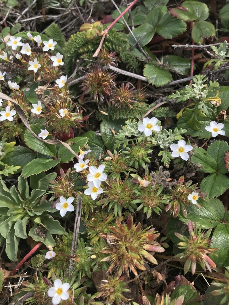 Rose Linanthus photo 4