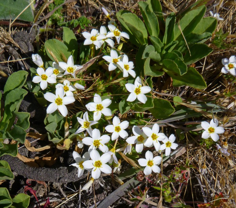 Rose Linanthus photo 5