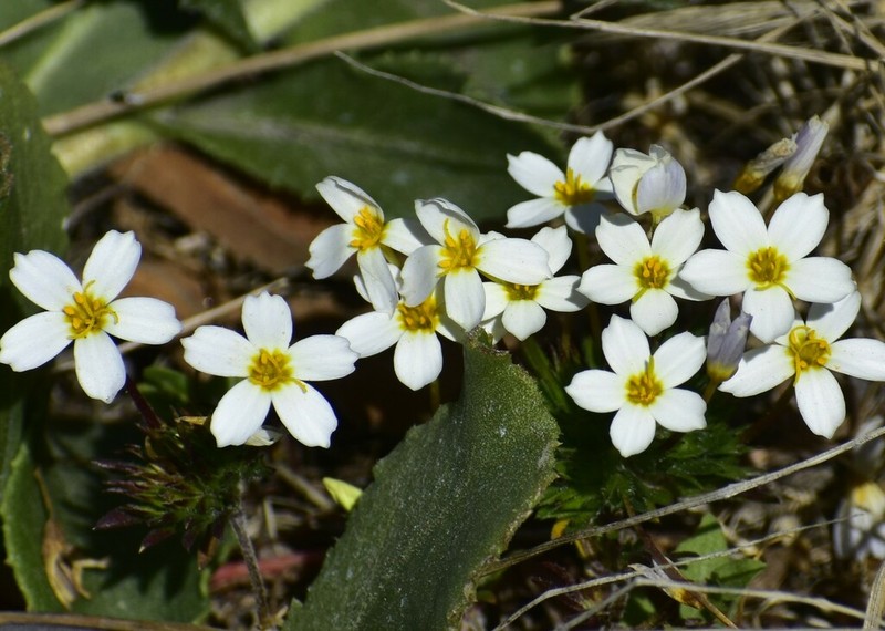 Rose Linanthus photo 6