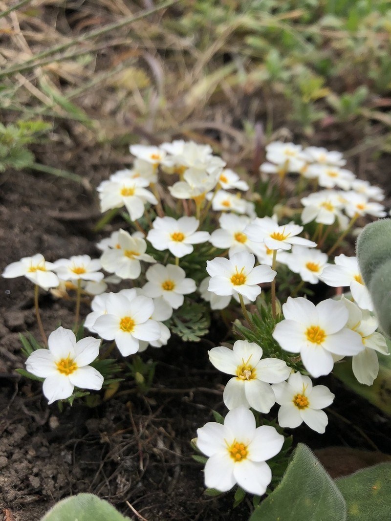 Rose Linanthus photo 7