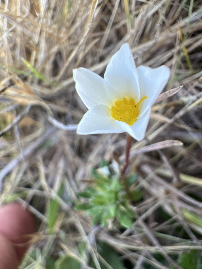 Rose Linanthus photo 8