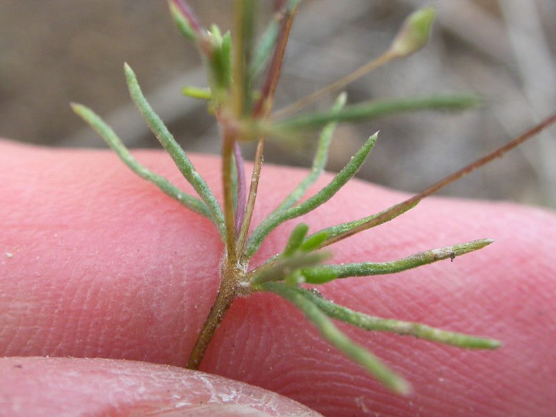 Northern Linanthus photo 4