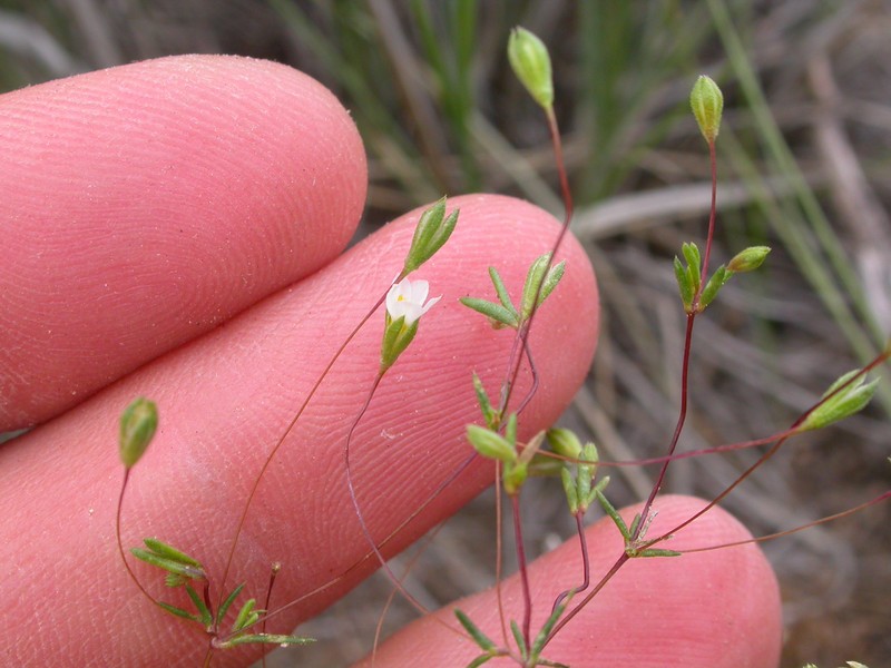Northern Linanthus photo 5
