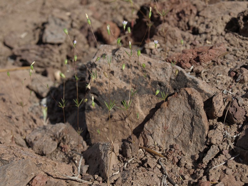 Northern Linanthus photo 2