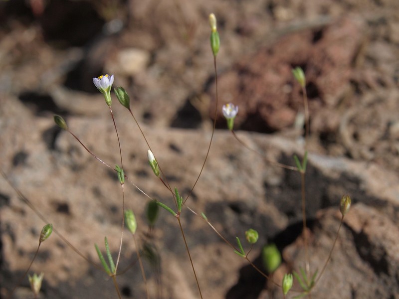 Northern Linanthus photo 3