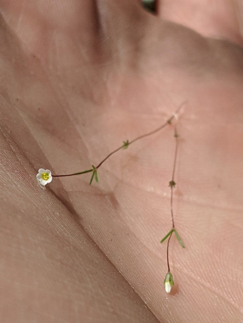 Northern Linanthus