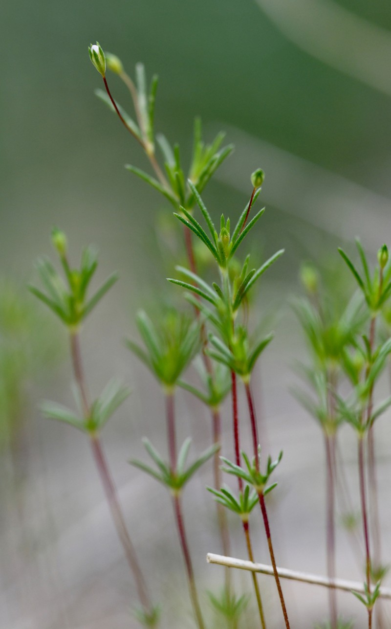 Northern Linanthus photo 2