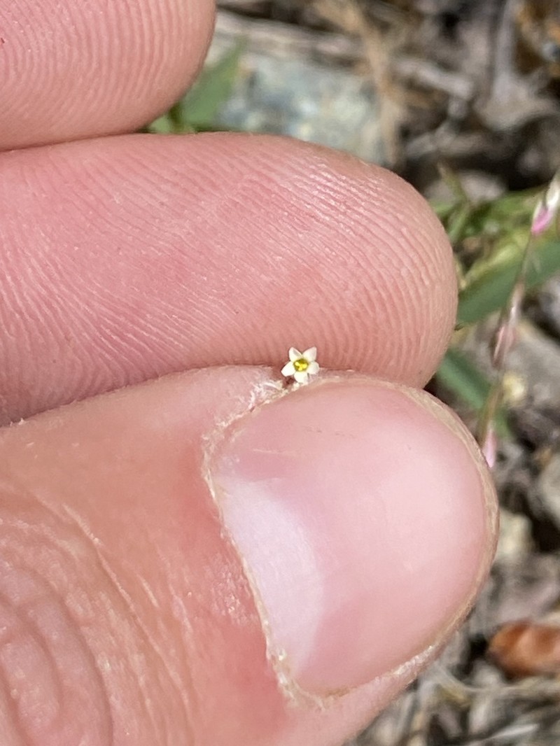 Northern Linanthus photo 3