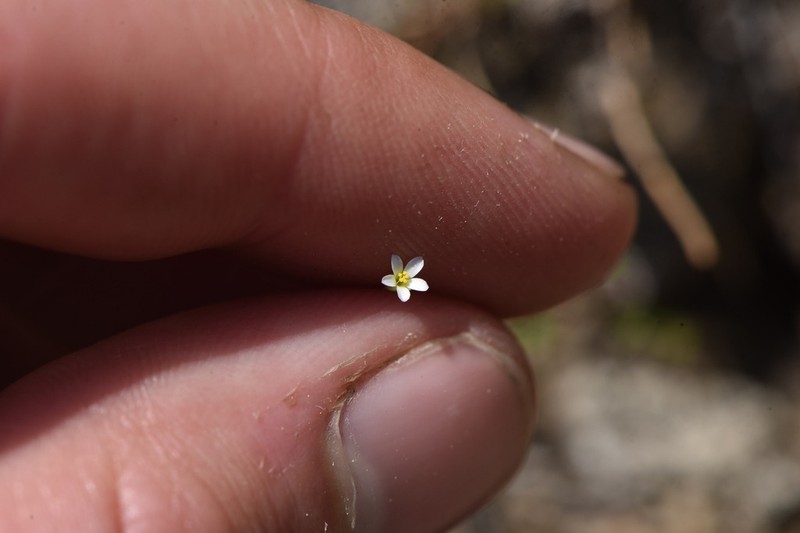 Northern Linanthus photo 4