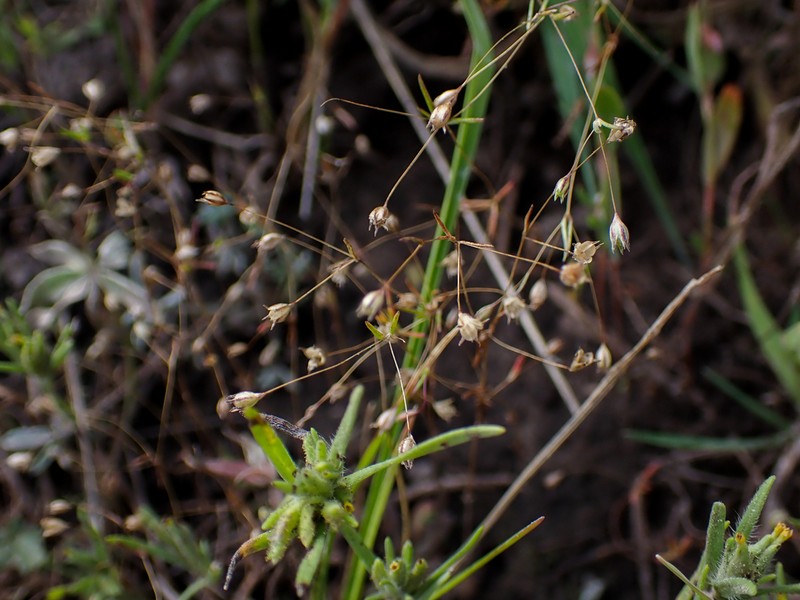 Northern Linanthus photo 5