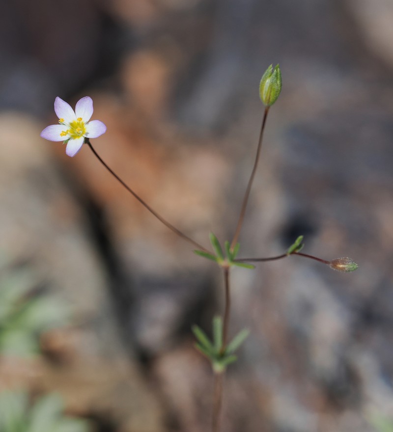 Northern Linanthus photo 6