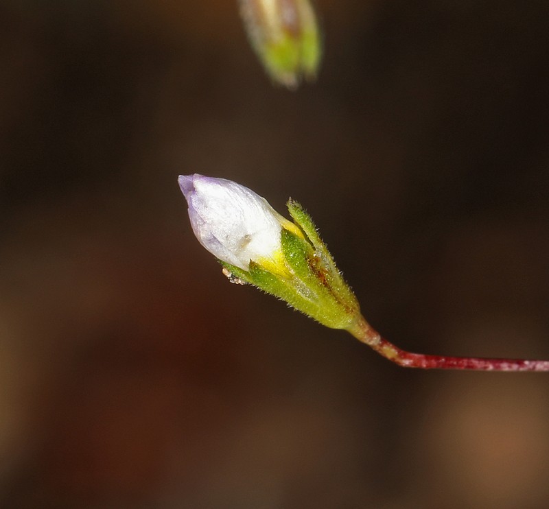 Northern Linanthus photo 7