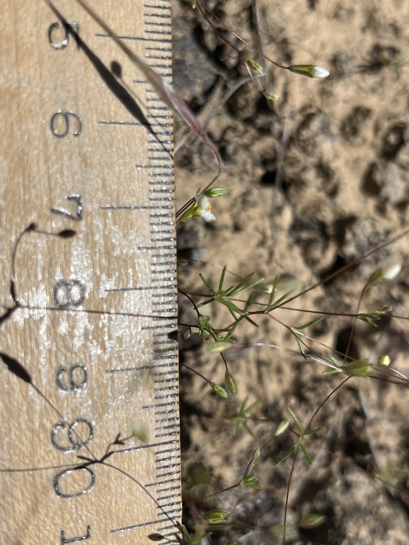 Northern Linanthus photo 8