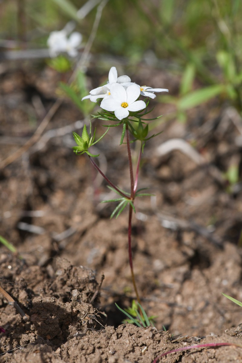 Madera Linanthus