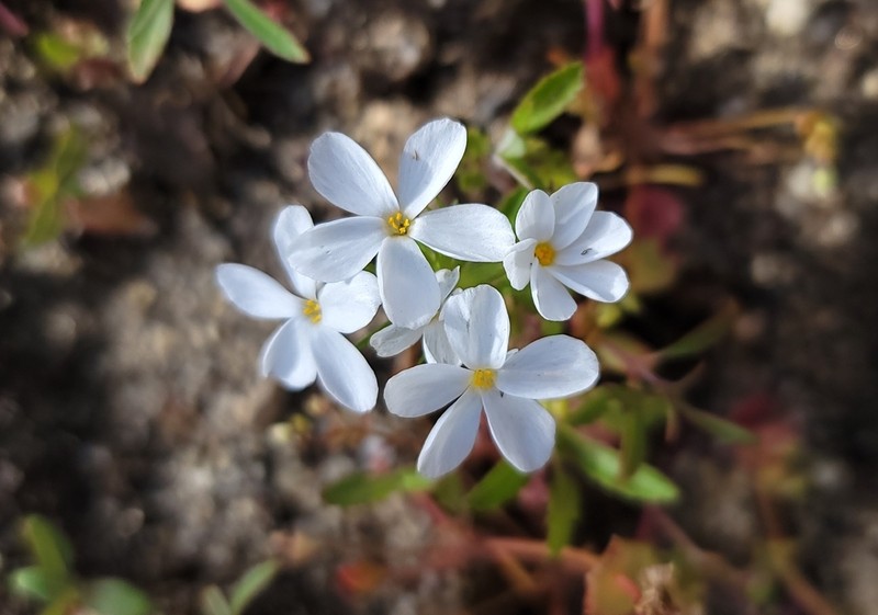 Madera Linanthus photo 2